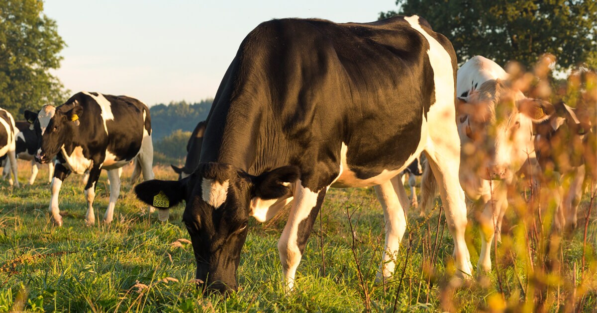 BenJerry-CaringDairy_1.jpg